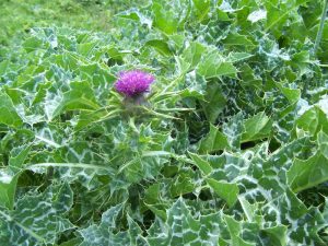 learn much more about milk thistle tea