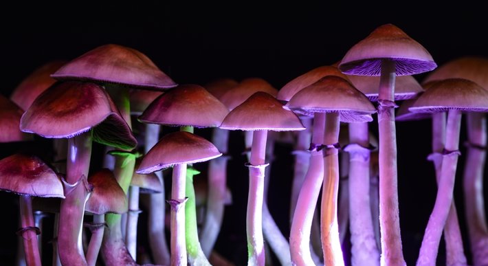 buy magic mushrooms online